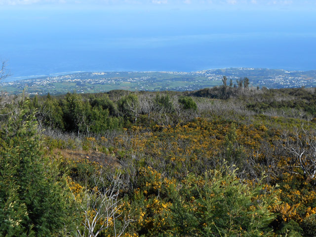 Les ajoncs et acacias noirs ne cachent pas le panorama sur le lagon vers l'Hermitage