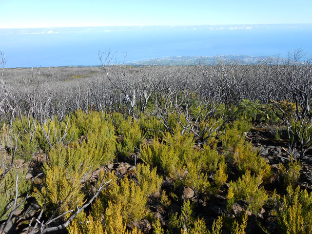 Une autre dans la végétation où la trace est moins instinctive
