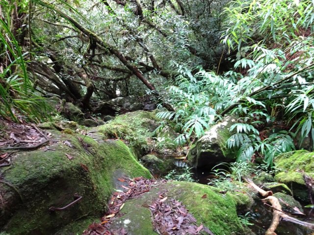 Passage moussu sur les roches avant de poursuivre vers le Bassin Pilon