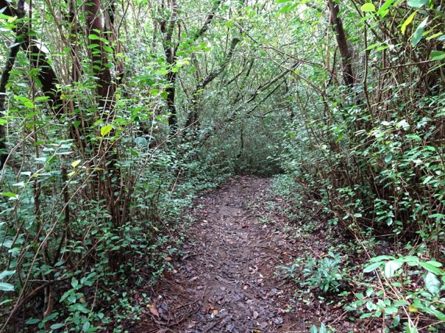 Le sentier plonge vers la rivière dans les goyaviers