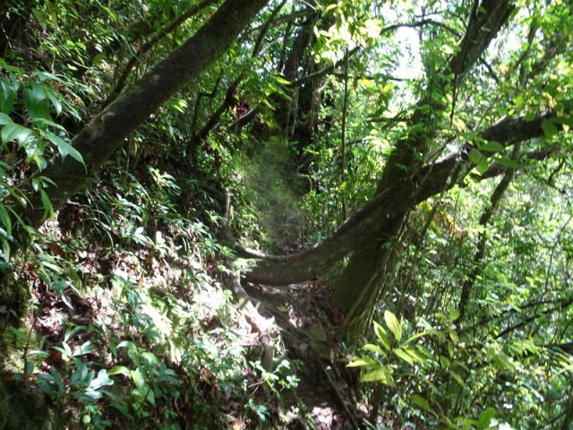 Même remontée technique en direction du sentier principal