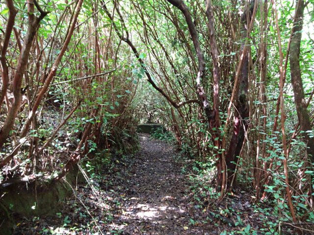 Forte pente sous les goyaviers en direction d'ouvrages bétonnés