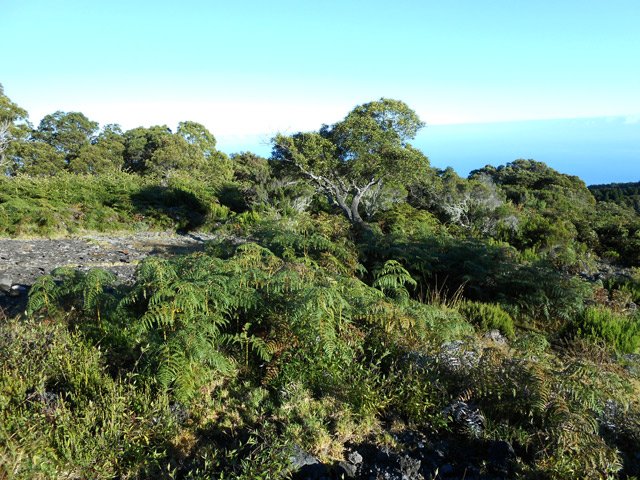 Des hectares de fougères et quelques tamarins en bordure de piste