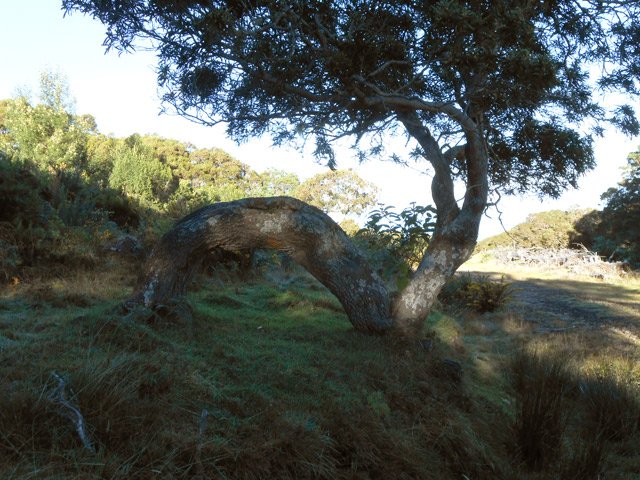 Un tamarin caractéristique en bordure de piste