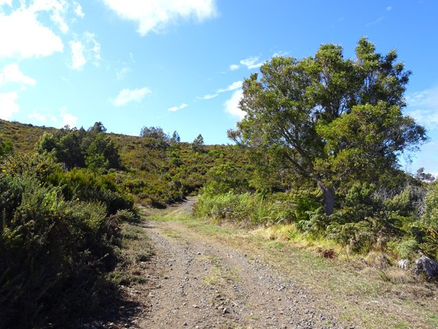 Un tamarin esseulé en bordure de piste