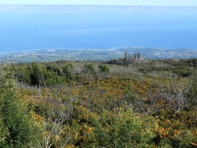 L'ajonc d'Europe aura raison de toute la planèze