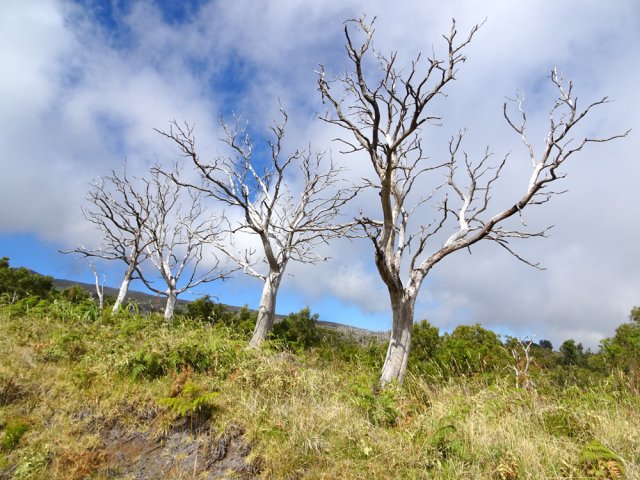 Les fougères reprennent vie, rarement les tamarins ou les branles