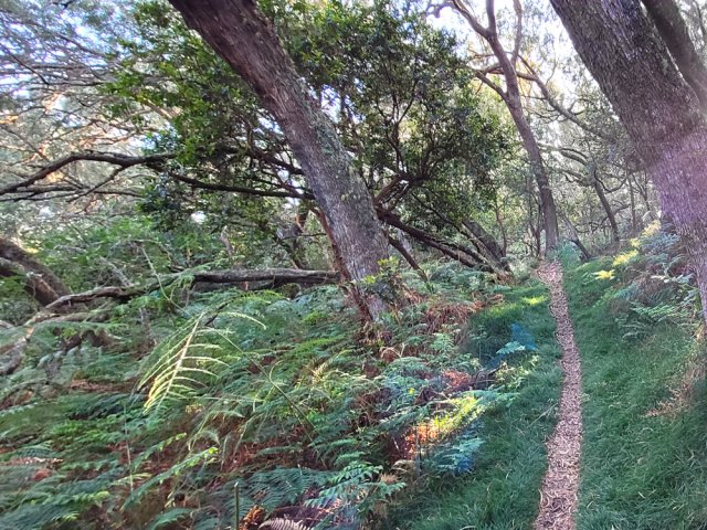 Superbe petit sentier de la Tamarinaie pour éviter le béton