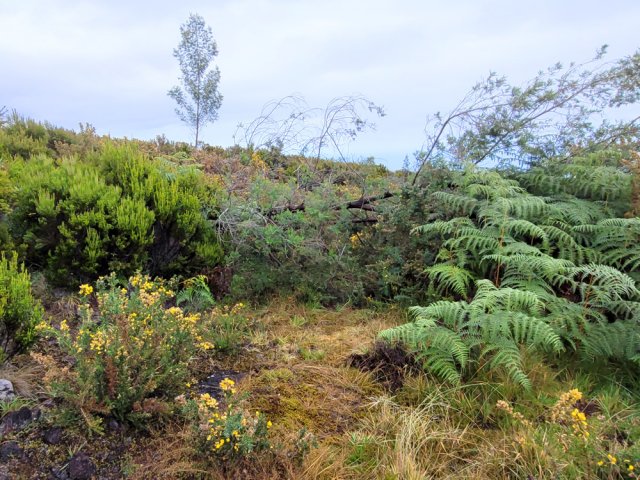 Des acacias noirs se contournent tant bien que mal