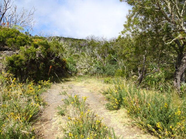 Les ajoncs ont pris possession de la piste forestière