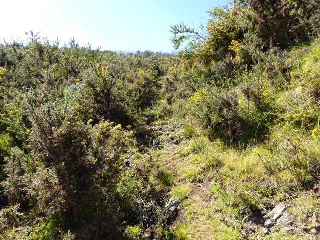 Beaucoup d'ajoncs piquants sur la piste forestière de Montvert