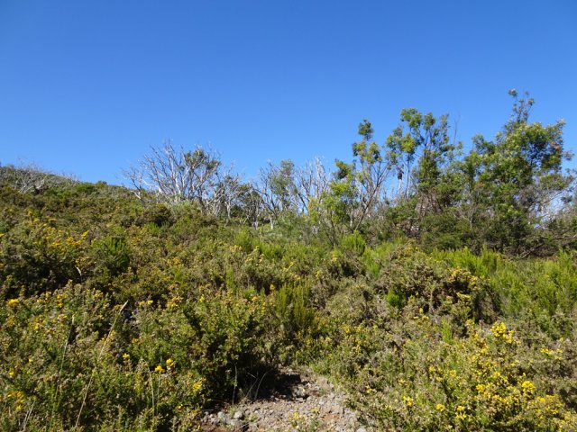La piste disparaitra bientôt, faute de passages fréquents