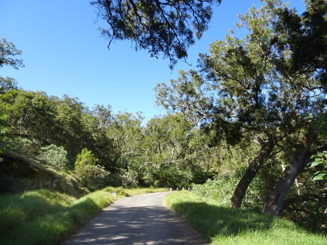 Repos total sur la route forestière des Tamarins