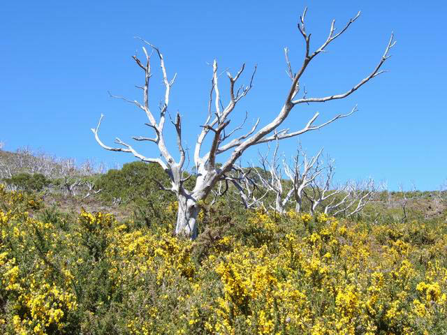 Magnifiques carcasses de tamarins n'ayant pas résisté à l'incendie