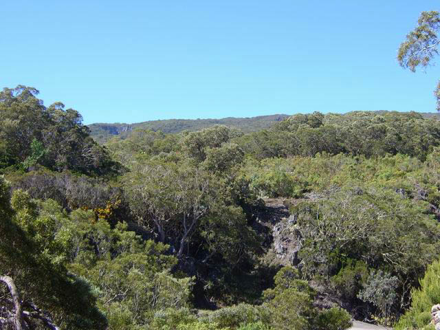 Les tamarins des hauts arrivent à pousser dans les zones plus humides