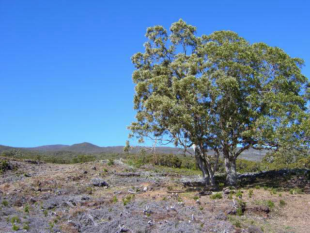 Deux tamarins isolés au pare-feu de Monvert servent de repère pour poursuivre