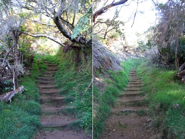 Plus haut, la marche s'effectue souvent sous les acacias noirs