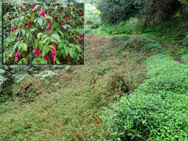 La vallée colonisée par une vaste étendue de fuchsias