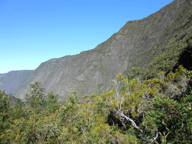 Les acacias envahissent de plus en plus les bords du sentier