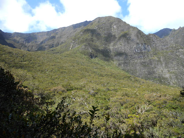 La Forêt Départementale et Domaniale de la Rivière des Remparts
