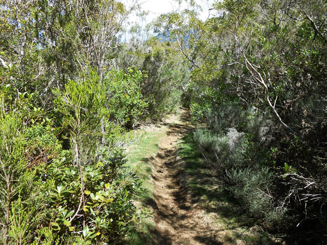 Une bonne idée de la végétation en bord de sentier, encore sans goyaviers