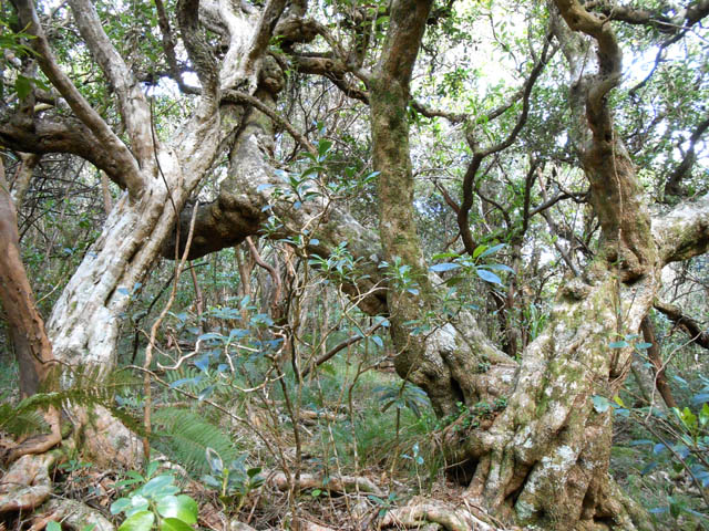 Un beau mapou lors de la remontée