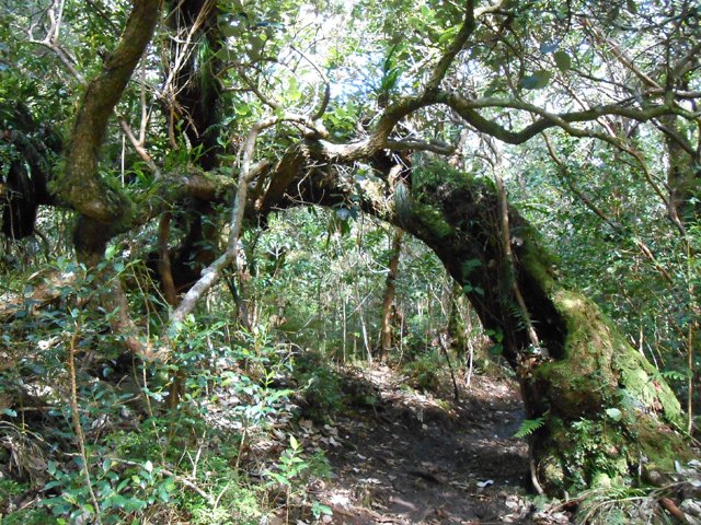 Une arche végétale sur le sentier avant la rude remontée