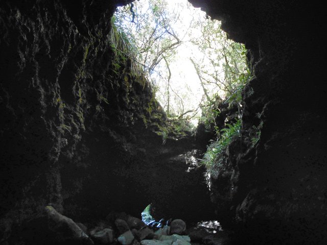 La forêt tente d'envahir le tunnel mais laisse passer la lumière