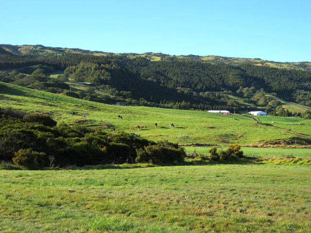Les prairies et les cryptomerias de la Piste forestière de la Grande Ferme