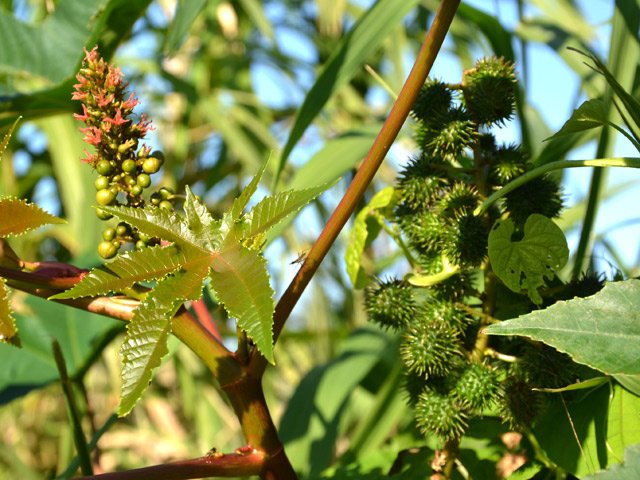 Le ricin a envahi une grande partie des terres bordant le sentier