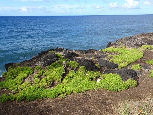 De belles nappes de lavangères ont colonisé la région