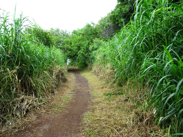 Passage facile vers la plage si les herbes sont coupées
