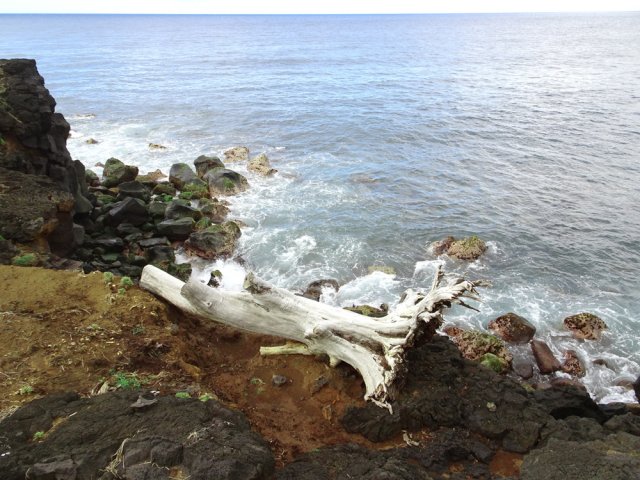 Des restes de filaos qui finiront à la mer au premier cyclone venu