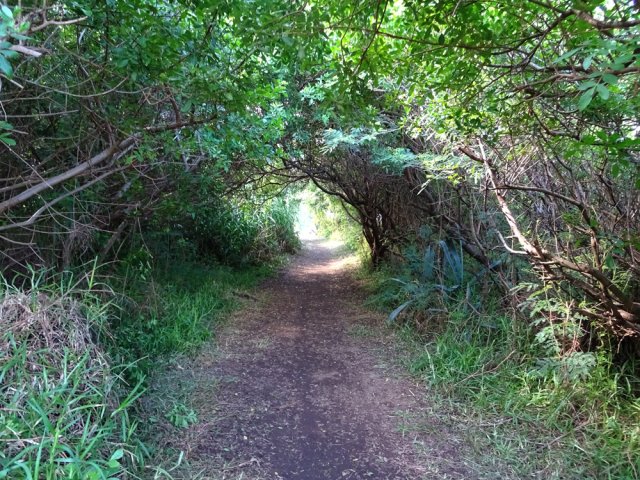 Une portion du sentier en tunnel sous les poivriers