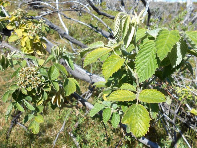 Quelques framboisiers ont poussé à travers les branles incendiés