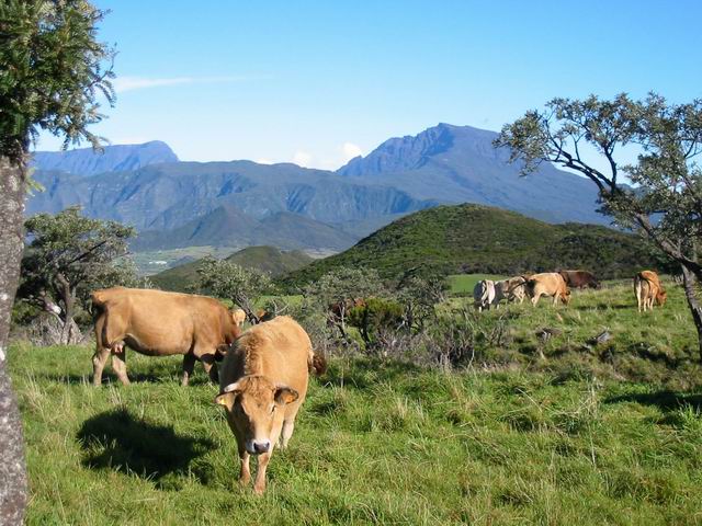 Importante zone d'élevage avec vues sur le Piton des Neiges
