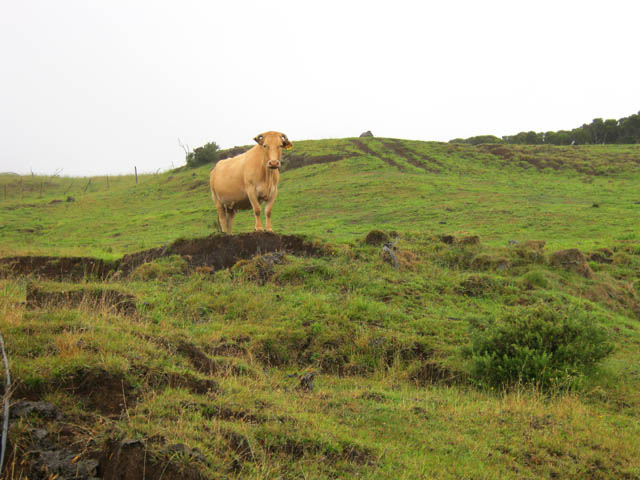 Vache de garde sur son promontoir rocheux