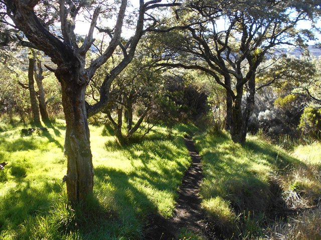 Un beau petit coin sous les tamarins avant d'arriver à la Plaine des Sables