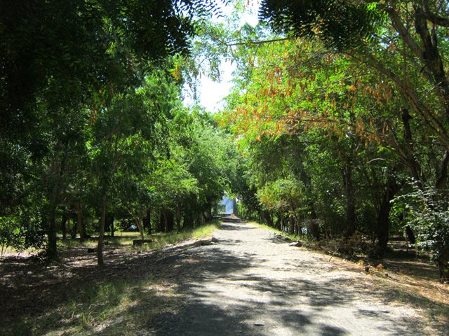 L'allée ombragée qui relie le parking au pont sur l'étang