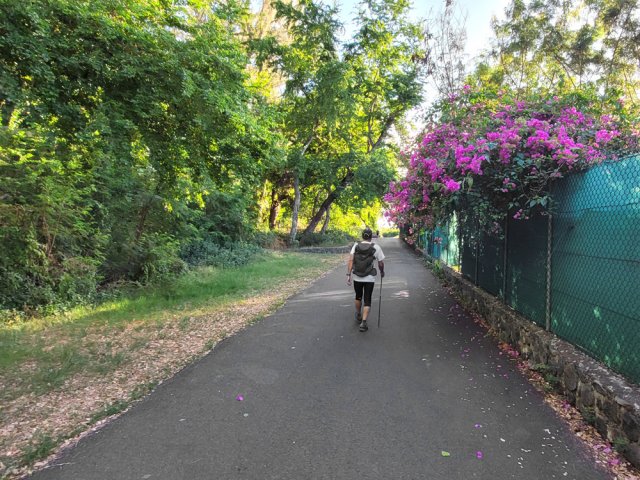 Le Chemin de la Forêt Sous le Vent bordé de verdure