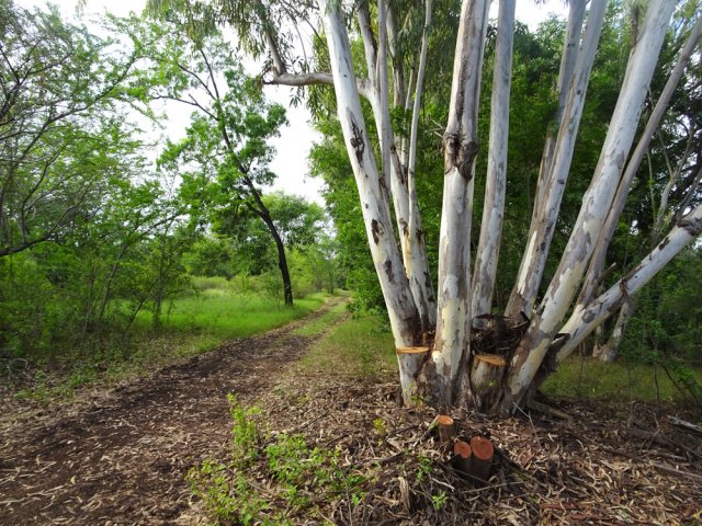 Elle est bordée d'eucalyptus et de tamarins d'Inde