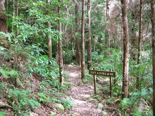 Les cryptomerias avant d'arriver à l'îlet abandonné