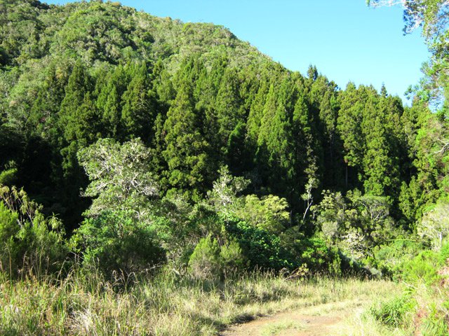 Les cryptomerias marquant la fin de la piste avant la descente à l'Îlet à Guillaume