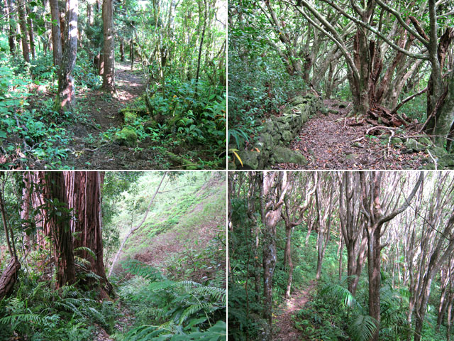 Le sentier de descente dans la végétation (cryptomerias, jambrosats, eucalyptus,camphriers)