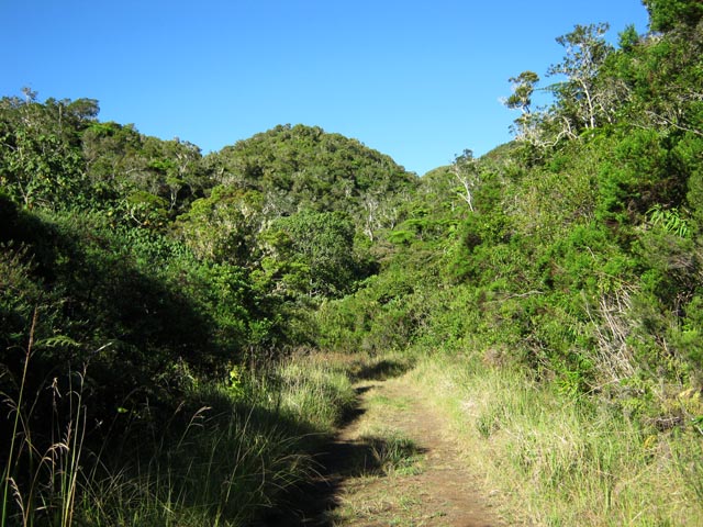 Une idée de la végétation des Hauts (1200 m)