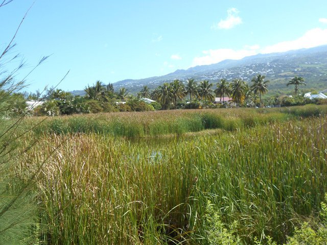 Les roseaux ont pris possession de la presque totalité du petit lac