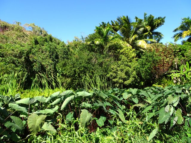 De nombreux endroits verdoyants créent de beaux petits coins