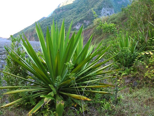 Arrivée aux chocas des abords de la Rivière des Remparts