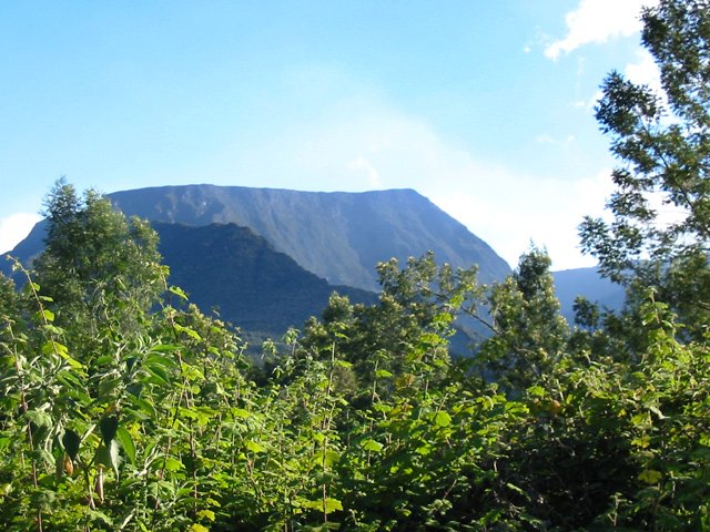 La région se couvre de plus en plus d'envahissantes dont la vigne marronne