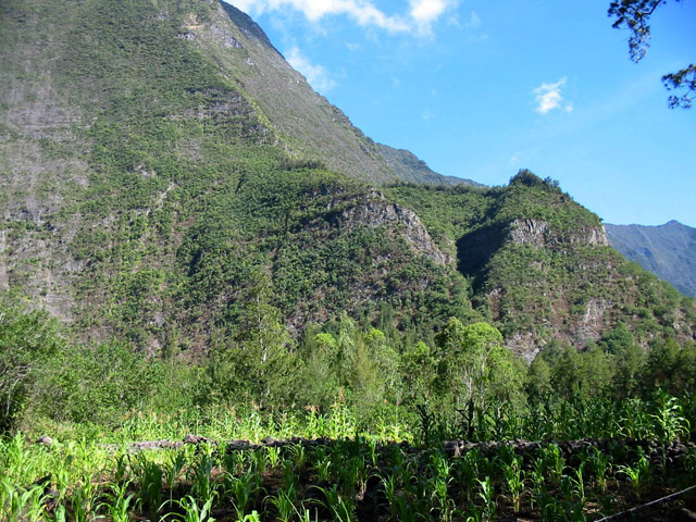 Les petits champs de maïs près de Roche Plate